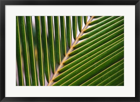 Framed Palm, Fiji Print