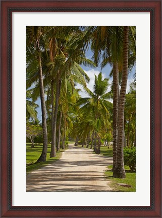Framed Avenue of Palms, Musket Cove Island Resort, Malolo Lailai Island, Mamanuca Islands, Fiji Print