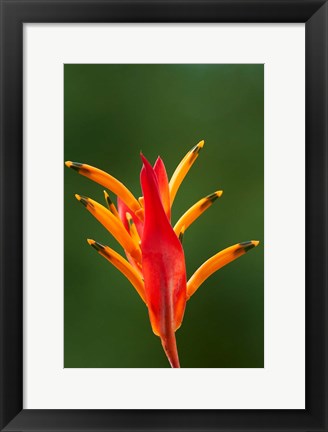 Framed False Bird-Of-Paradise Flower (Heliconia psittacorum), Nadi, Viti Levu, Fiji Print