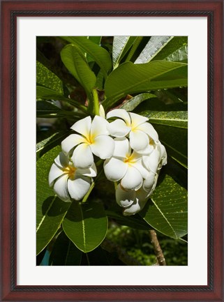 Framed Frangipani flowers (Plumeria), Nadi, Viti Levu, Fiji Print