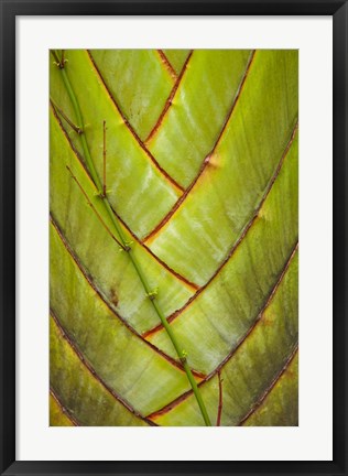 Framed Palm flora, Coral Coast, Viti Levu, Fiji Print