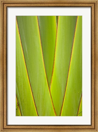 Framed Palm frond pattern, Coral Coast, Viti Levu, Fiji Print