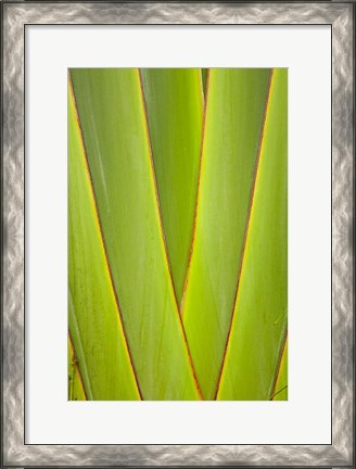 Framed Palm frond pattern, Coral Coast, Viti Levu, Fiji Print