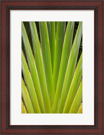 Framed Palm frond pattern, Fiji Print