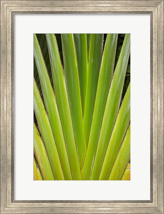 Framed Palm frond pattern, Fiji Print