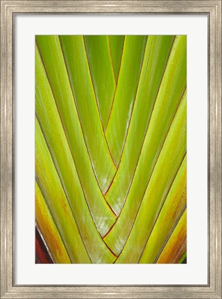 Framed Palm frond pattern, Coral Coast,  Fiji Print