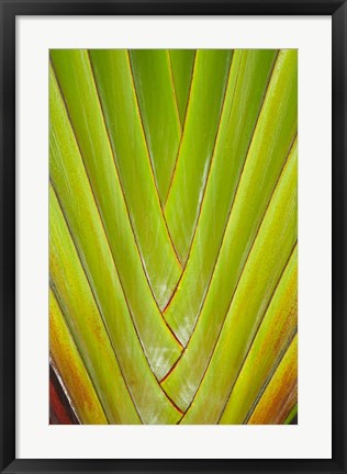 Framed Palm frond pattern, Coral Coast,  Fiji Print