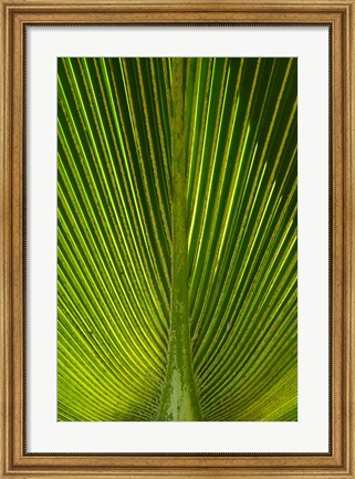 Framed Palm frond, Nadi, Viti Levu, Fiji Print