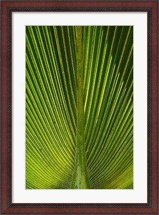 Framed Palm frond, Nadi, Viti Levu, Fiji Print