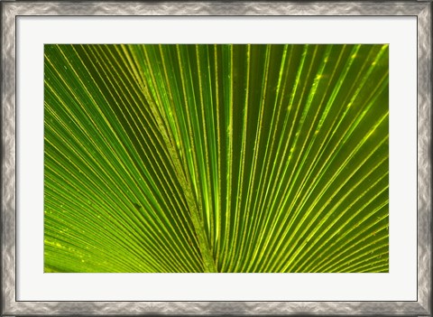 Framed Palm frond, Fiji Print