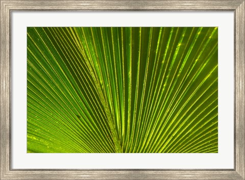 Framed Palm frond, Fiji Print