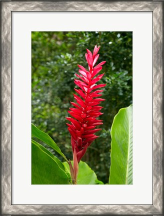 Framed Red Ginger Flower (Alpinia purpurata), Fiji Print