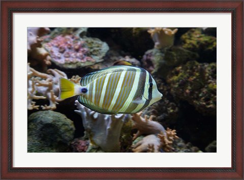Framed Sailfin tang fish, Kula Eco Park, Viti Levu, Fiji Print