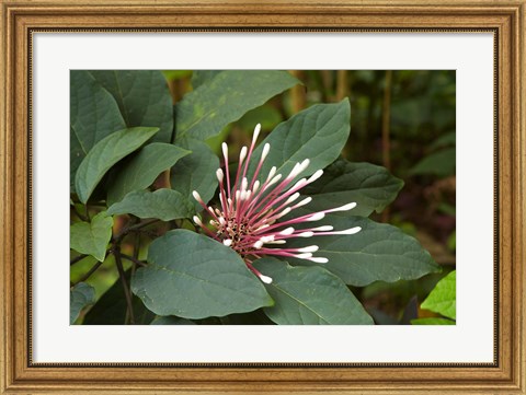 Framed Tropical flower, Coral Coast, Viti Levu, Fiji Print