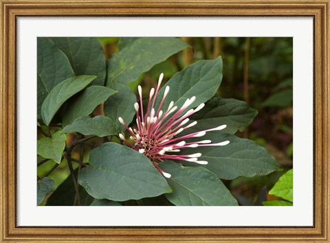 Framed Tropical flower, Coral Coast, Viti Levu, Fiji Print