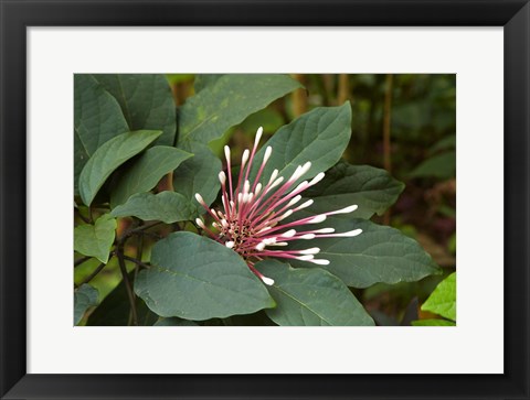 Framed Tropical flower, Coral Coast, Viti Levu, Fiji Print