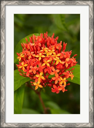 Framed Tropical flower, Fiji Print