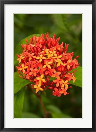 Framed Tropical flower, Fiji Print