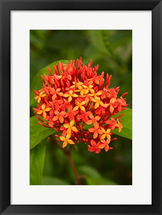 Framed Tropical flower, Fiji Print