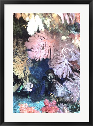 Framed Diver Peers Out From Crevice, Flanked by Brilliant Sea Fans and Soft Corals, Fiji, Oceania Print