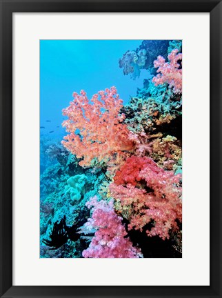 Framed Colorful Sea Fans and other Corals, Fiji, Oceania Print