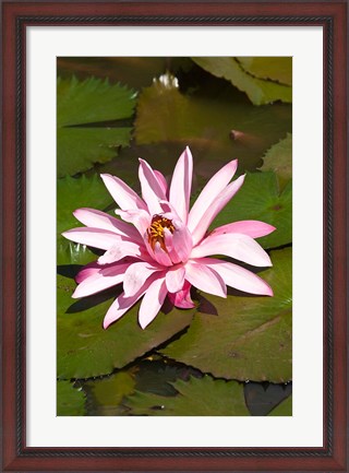 Framed Fiji, Viti Levu Island Water lily flower Print