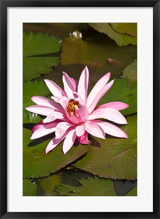 Framed Fiji, Viti Levu Island Water lily flower Print