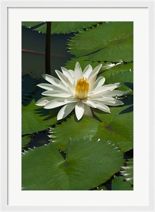 Framed Fiji, Water lily flower Print
