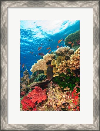 Framed Fairy Basslet fish Swimming, Viti Levu, Fiji Print