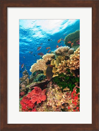 Framed Fairy Basslet fish Swimming, Viti Levu, Fiji Print