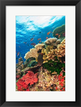 Framed Fairy Basslet fish Swimming, Viti Levu, Fiji Print