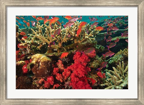 Framed Fairy Basslet fish Swimming near Coral, Fiji Print