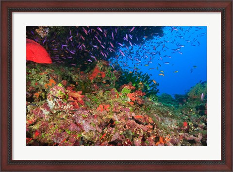 Framed Coral Cod and Anthias fish, Viti Levu, Fiji Print