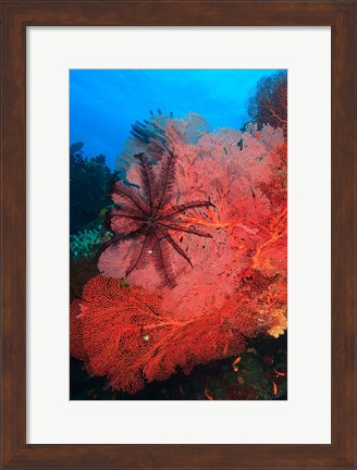 Framed Pristine Gorgonian Sea Fans marine life, Fiji Print