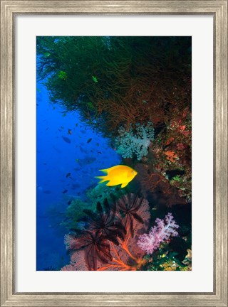 Framed Yellow Damsel, Gorgonian sea fan, Fish, Fiji Print