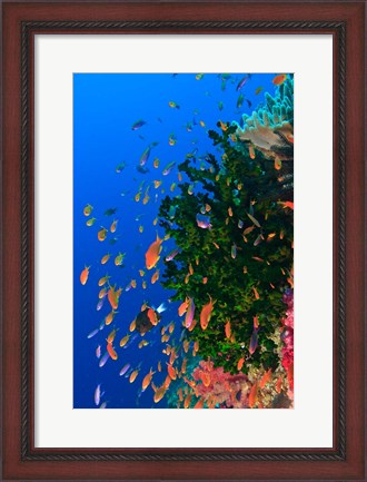 Framed Coral and Fairy Basslet fish, Viti Levu, Fiji Print