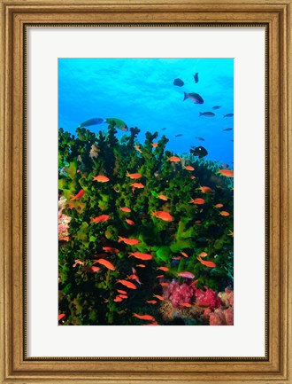 Framed Fairy Basslet fish in Clear Blue Waters, Viti Levu, Fiji Print
