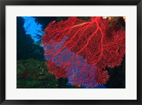 Framed Gorgonian Sea Fan, Viti Levu Fiji Print