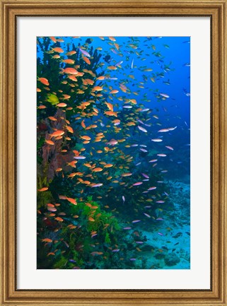 Framed Scuba Diver, Fairy Basslet fish Viti Levu Fiji Print
