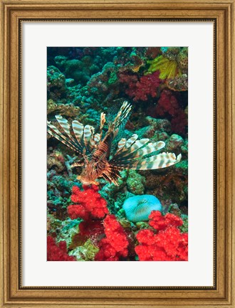 Framed Lionfish, Rainbow Reef, Taveuni Island, Fiji Print