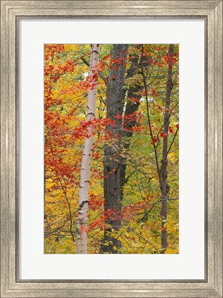 Framed Fall in a Mixed Deciduous Forest in Litchfield Hills, Kent, Connecticut Print