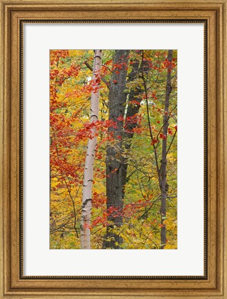 Framed Fall in a Mixed Deciduous Forest in Litchfield Hills, Kent, Connecticut Print