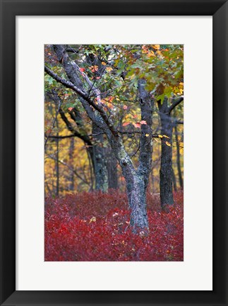 Framed Blueberries in Oak-Hickory Forest in Litchfield Hills, Kent, Connecticut Print