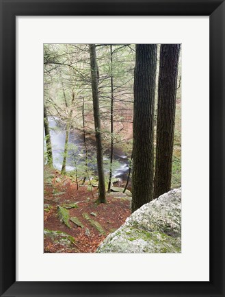 Framed Forest of Eastern Hemlock Trees in East Haddam, Connecticut Print