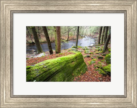 Framed Forest of Eastern Hemlock Trees, Connecticut Print