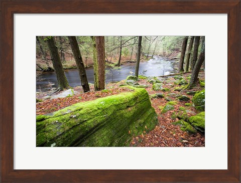 Framed Forest of Eastern Hemlock Trees, Connecticut Print