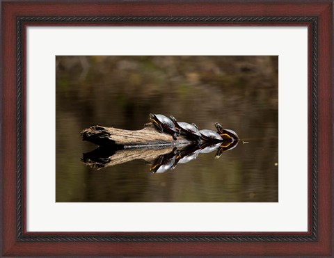 Framed Eastern Painted turtles, Farmington River, Tariffville, Connecticut Print