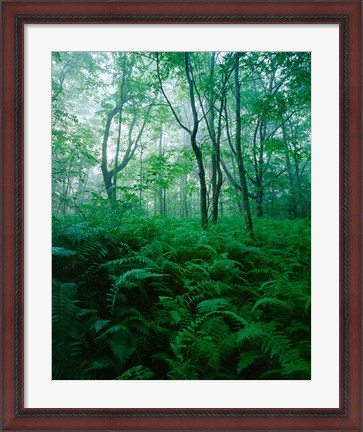 Framed Forest Ferns in Misty Morning, Church Farm, Connecticut Print