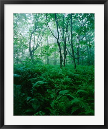 Framed Forest Ferns in Misty Morning, Church Farm, Connecticut Print