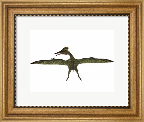 Framed Flying Pterodactylus Print